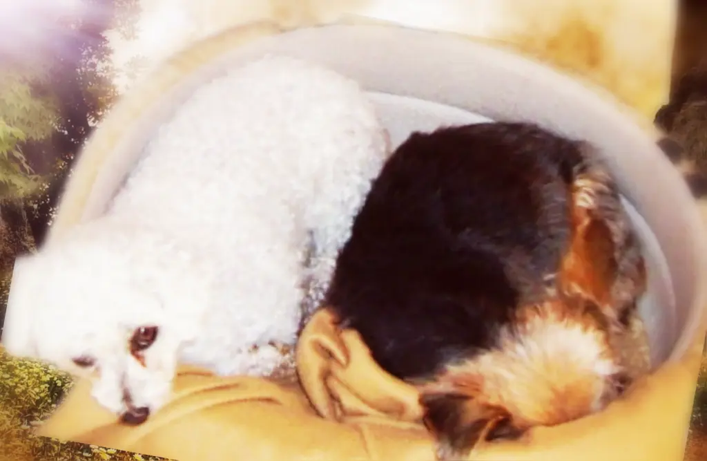 Condolence image of Snowy ❤️