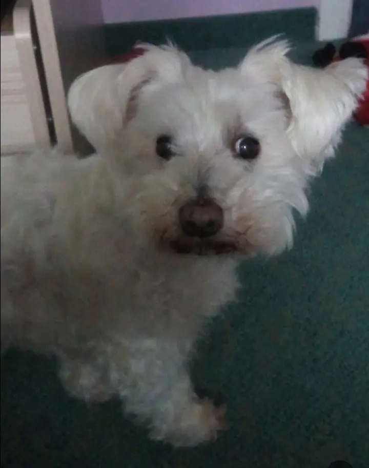 Condolence image of Martina mit Seelenhund Samy ♥️⭐♥️ für immer im Herzen 