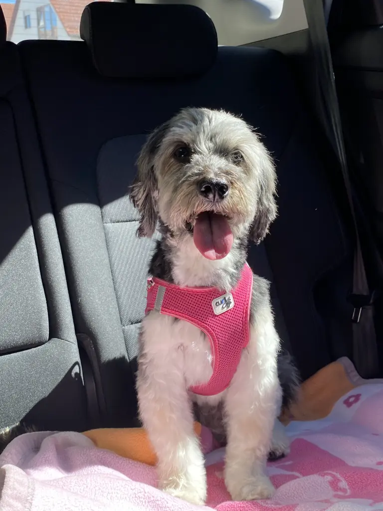 Condolence image of Selina mit Kitty