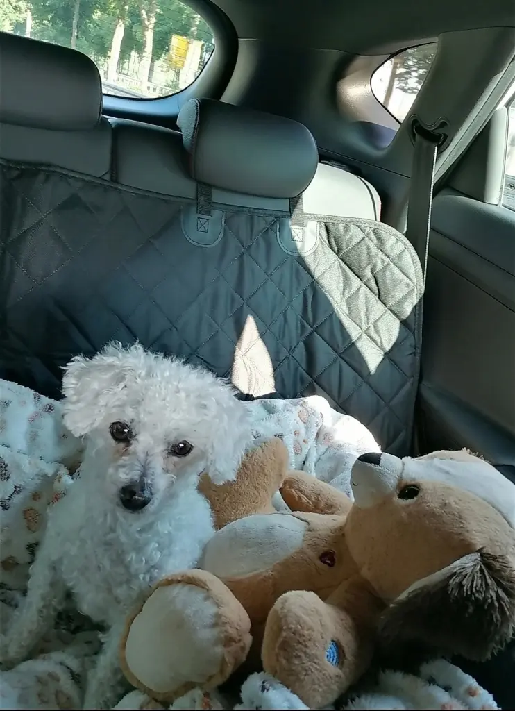 Condolence image of Snowy ❤️