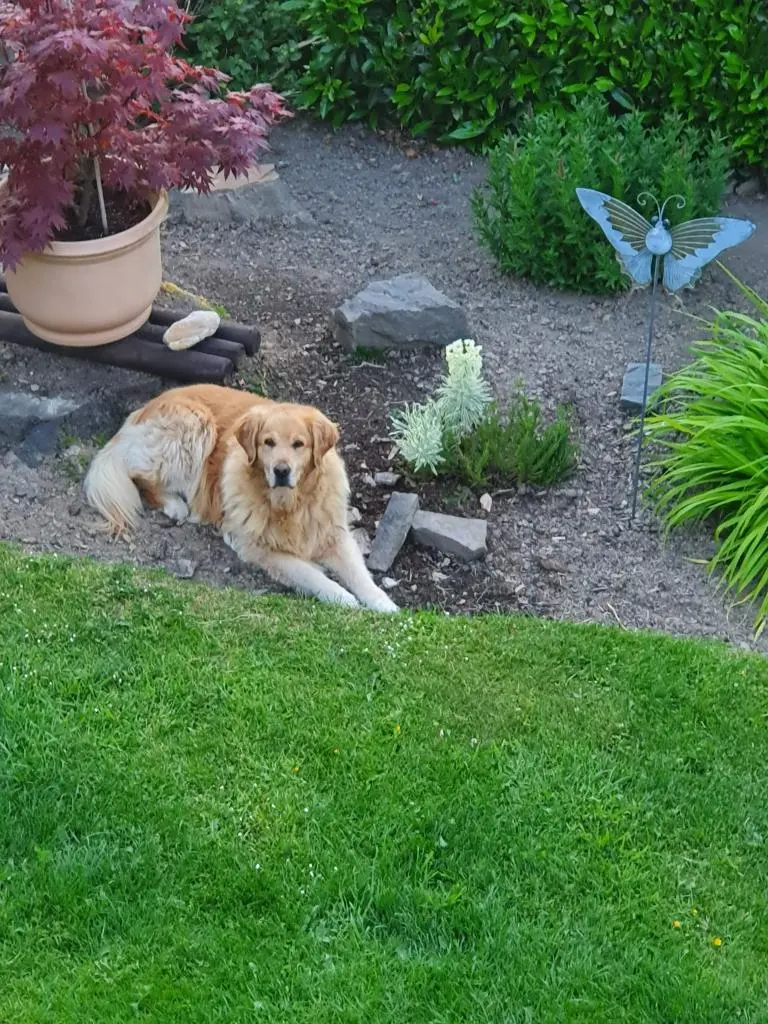 Condolence image of Angelika mit Luna ❤️