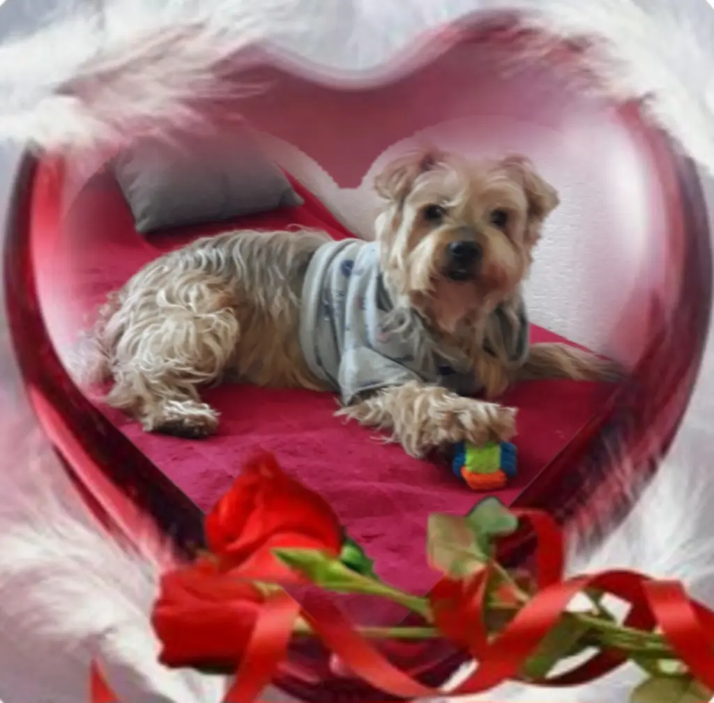 Condolence image of ⭐️❤️Gute Nacht Jackusiu❤️⭐️