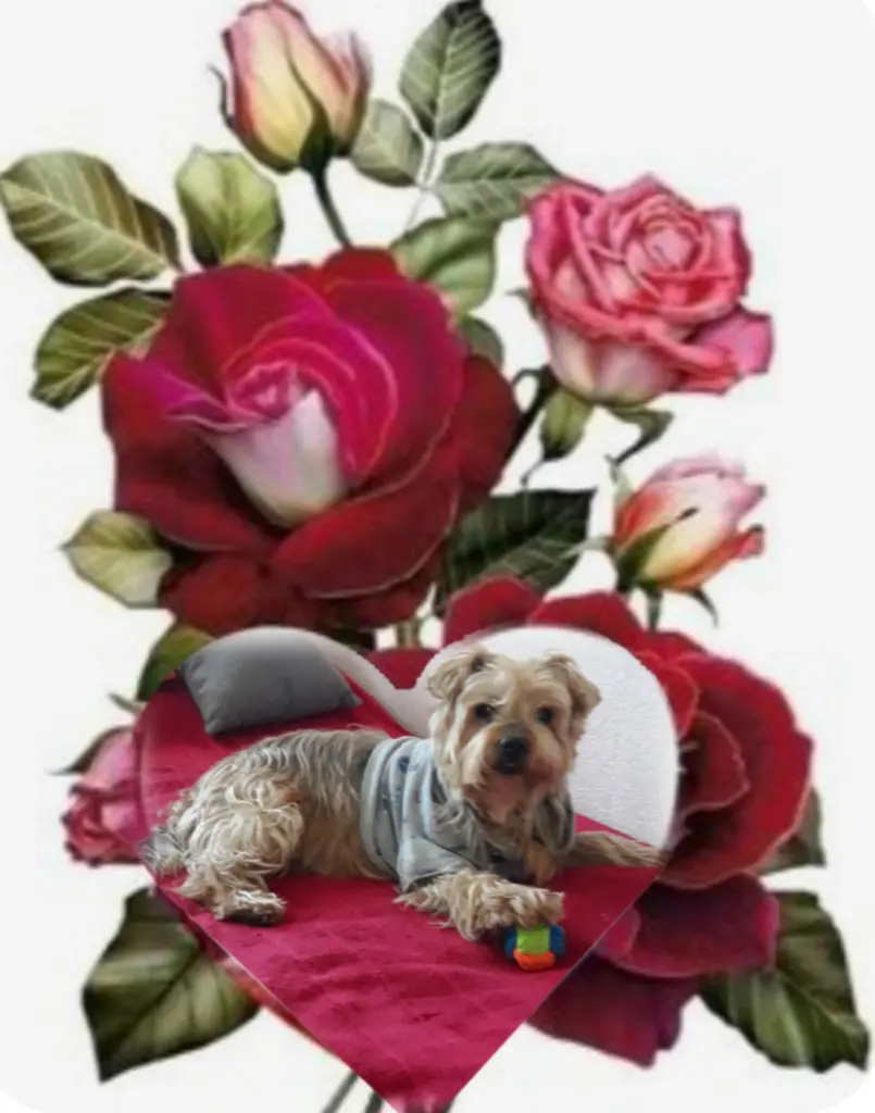 Condolence image of Sonntag...63 Wochen ohne Dich❤️ unser lieber Jackuś❤️...