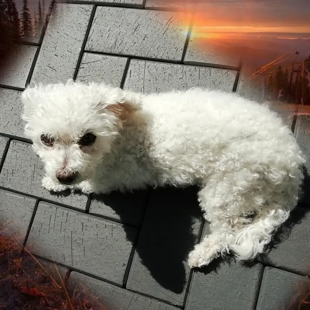 Condolence image of Snowy ❤️