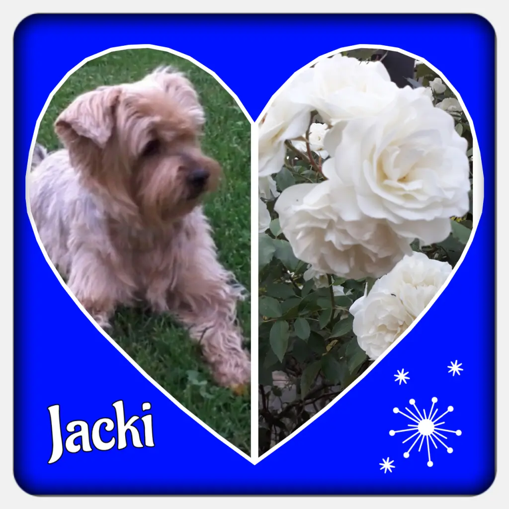 Condolence image of Martina mit Seelenhund Samy ♥️⭐♥️ für immer im Herzen 