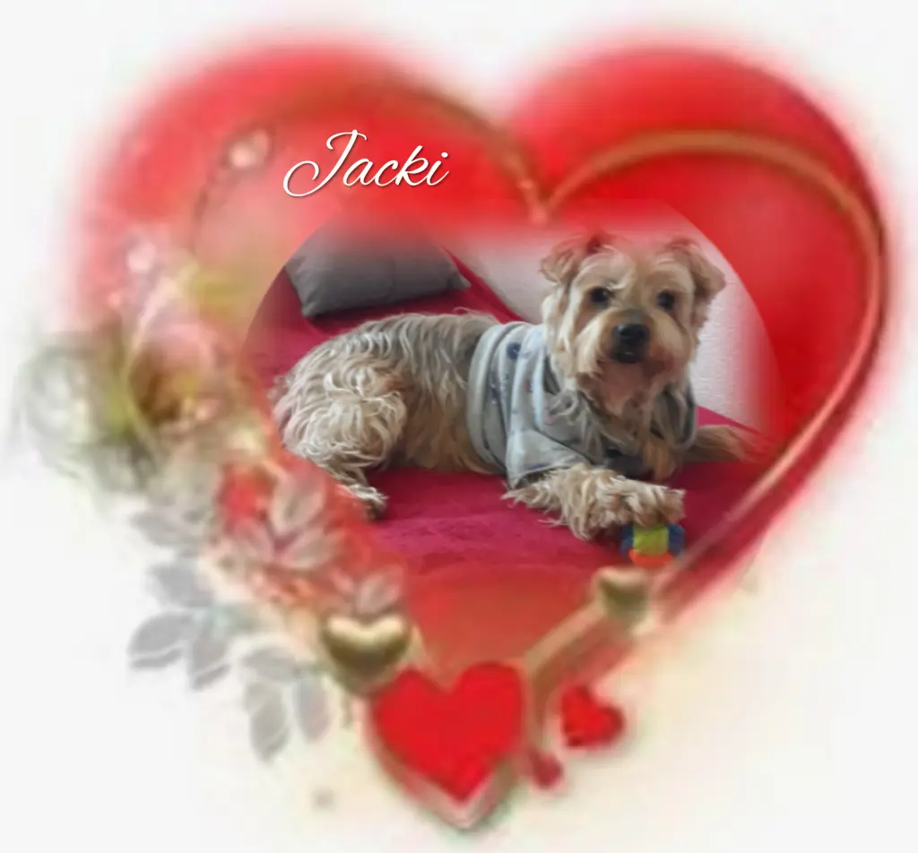 Condolence image of Sonntag...64 Wochen ohne Dich❤️ unser lieber Jackuś❤️...