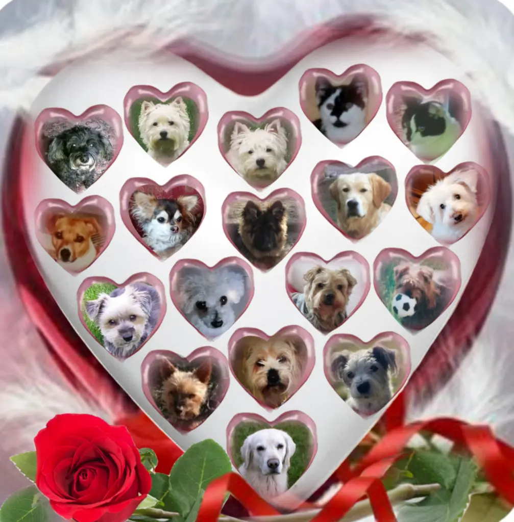 Condolence image of ❤️Grüße aus dem Regenbogenland❤️