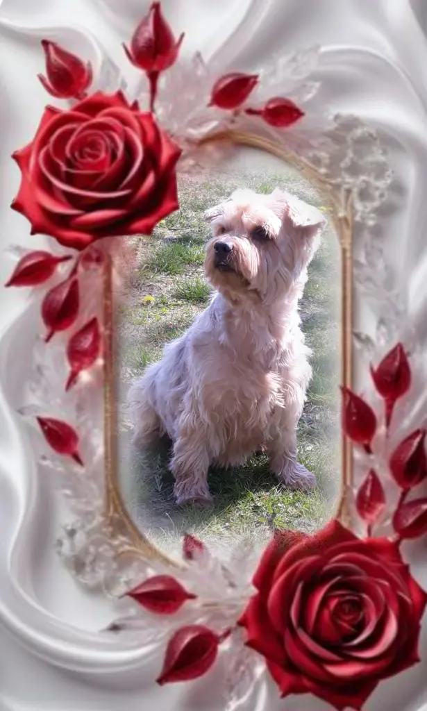 Condolence image of 15 Monate ohne Dich❤️ unser lieber Jacki❤️ 