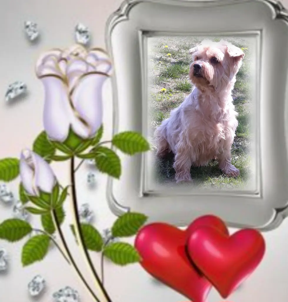 Condolence image of ❤️Ewige Liebe❤️