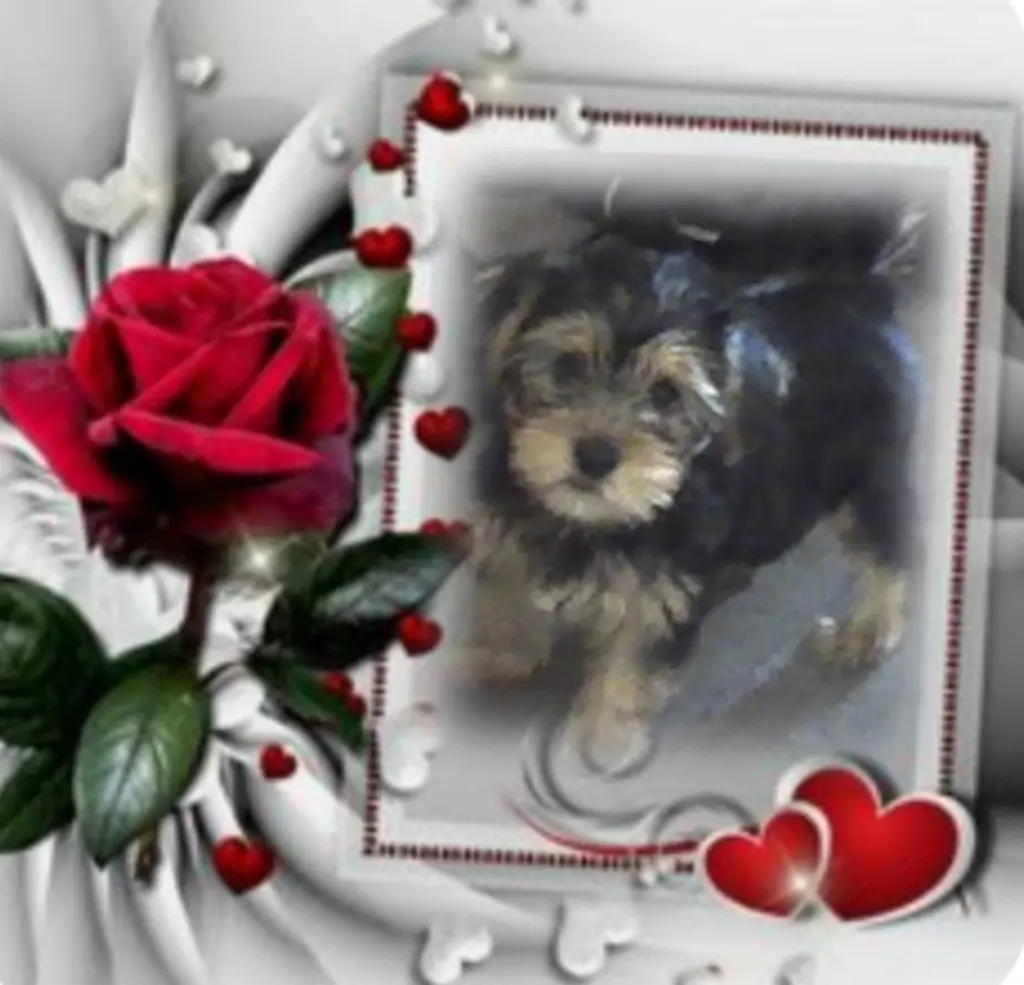 Condolence image of Sonntag...66 Wochen ohne Dich❤️ lieber Jackuś❤️...