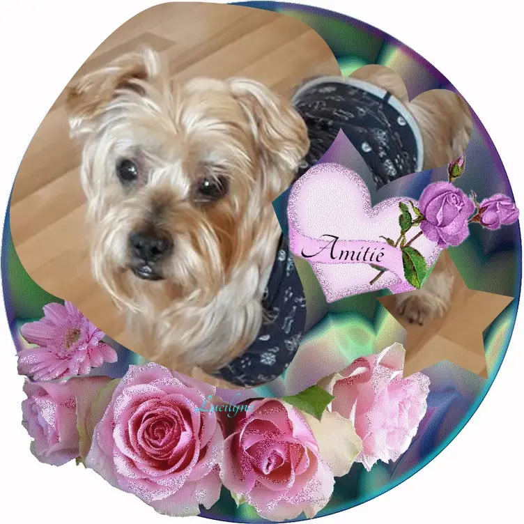 Condolence image of 66. Tygodni..Bez Ciebie❤️⭐️Jackusiu❤️⭐️