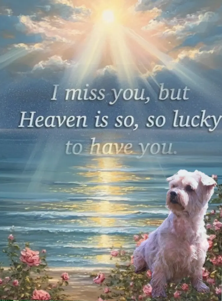 Condolence image of Dobranoc ❤️Jacki ❤️