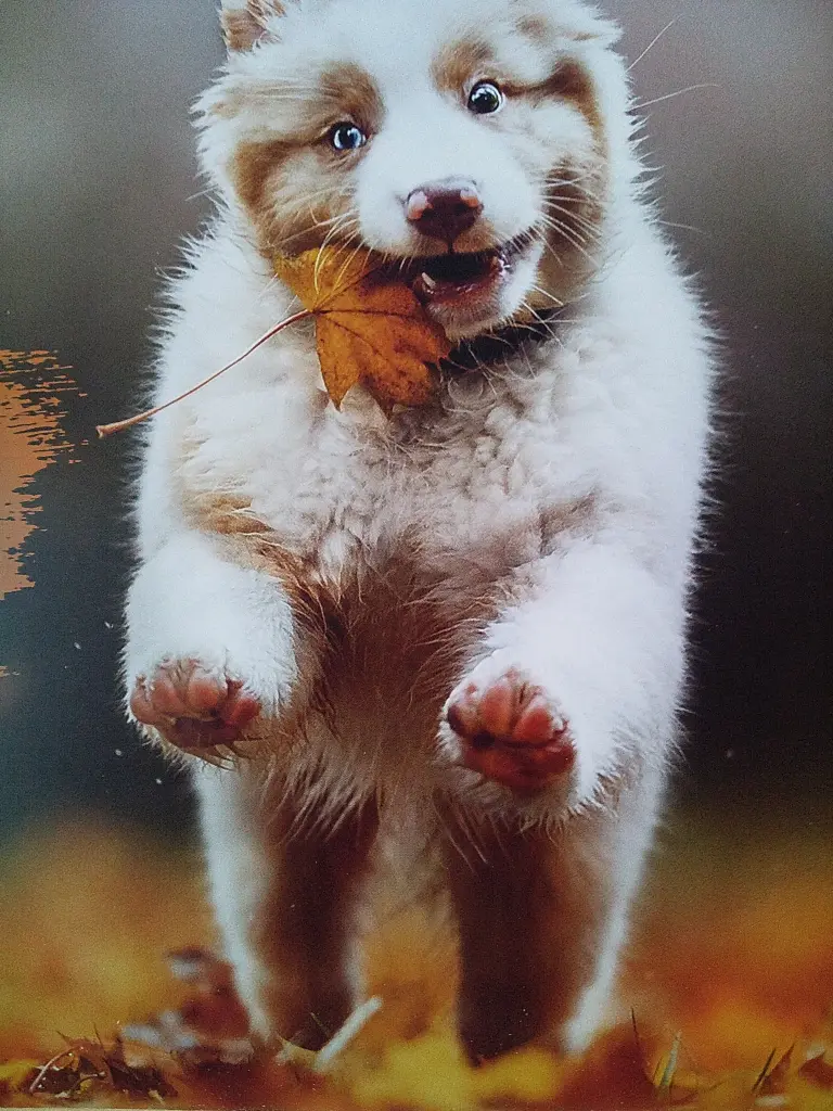 Condolence image of Manuela mit Seelenhund Flick