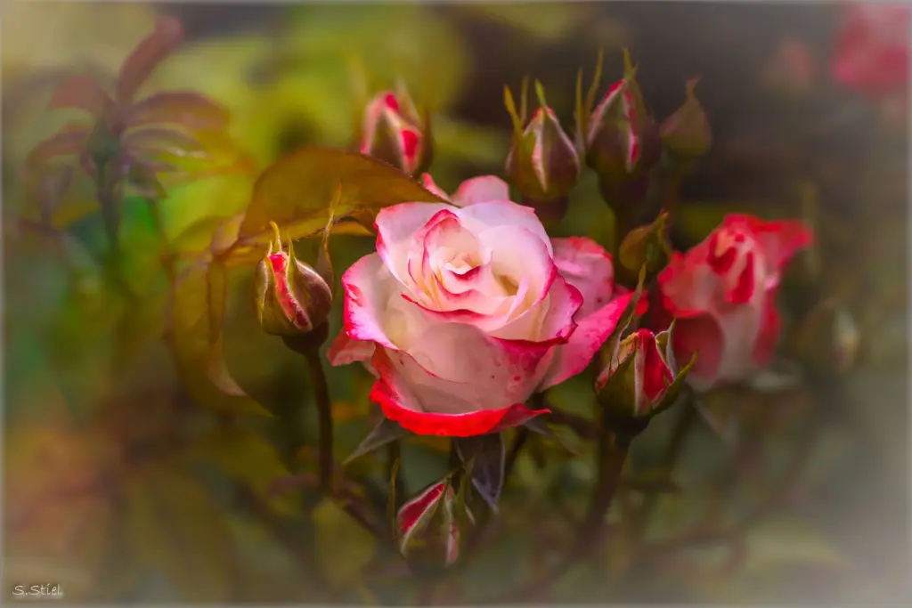 Condolence image of Snowy ❤️