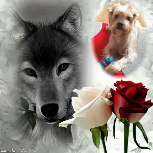 Condolence image of 67. Tygodni....Bez Ciebie❤️⭐️Ukochany❤️❤️❤️❤️❤️❤️❤️Jackuniu❤️⭐️