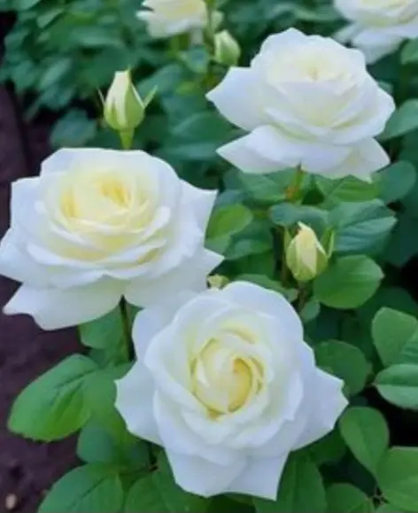 Condolence image of Ewa & Krzysztof 