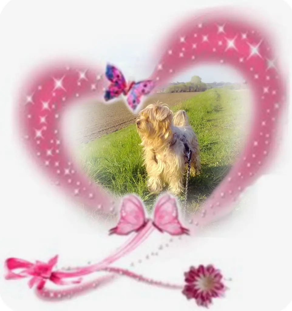 Condolence image of Sonntag...68 Wochen ohne Dich♥️ unser lieber Jackuś♥️...