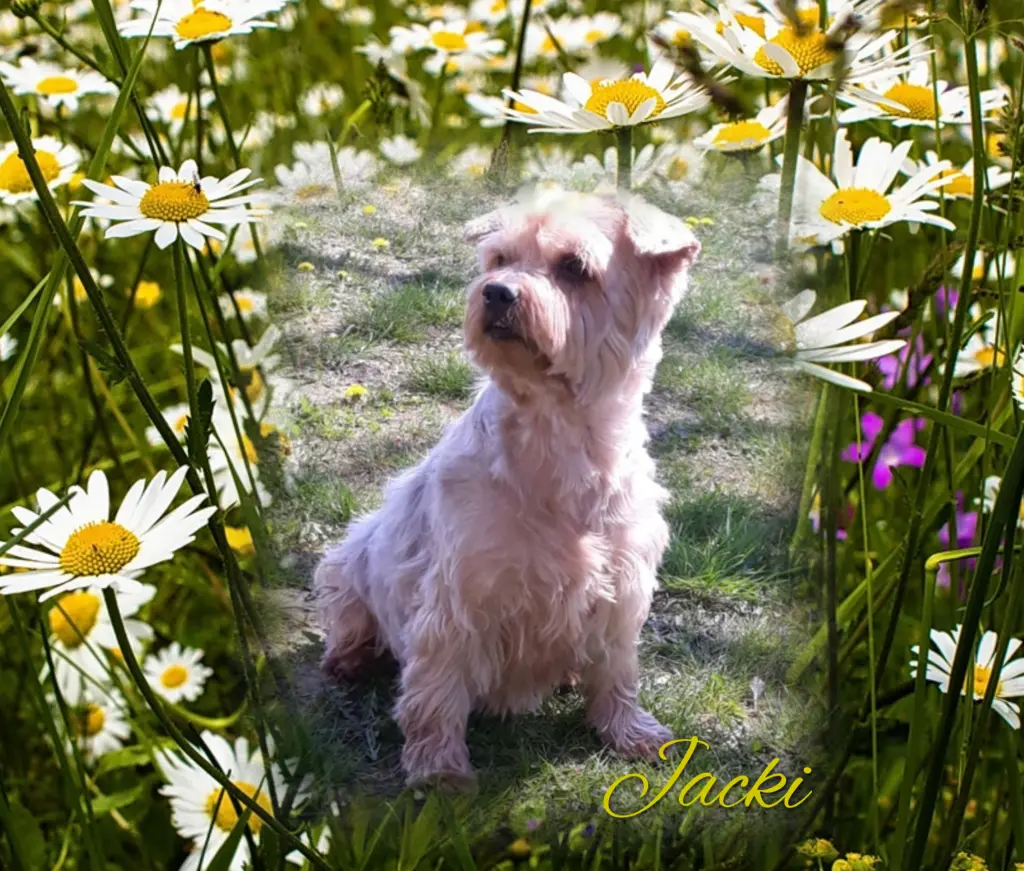 Condolence image of ♥️Immer im Herzen ❤️