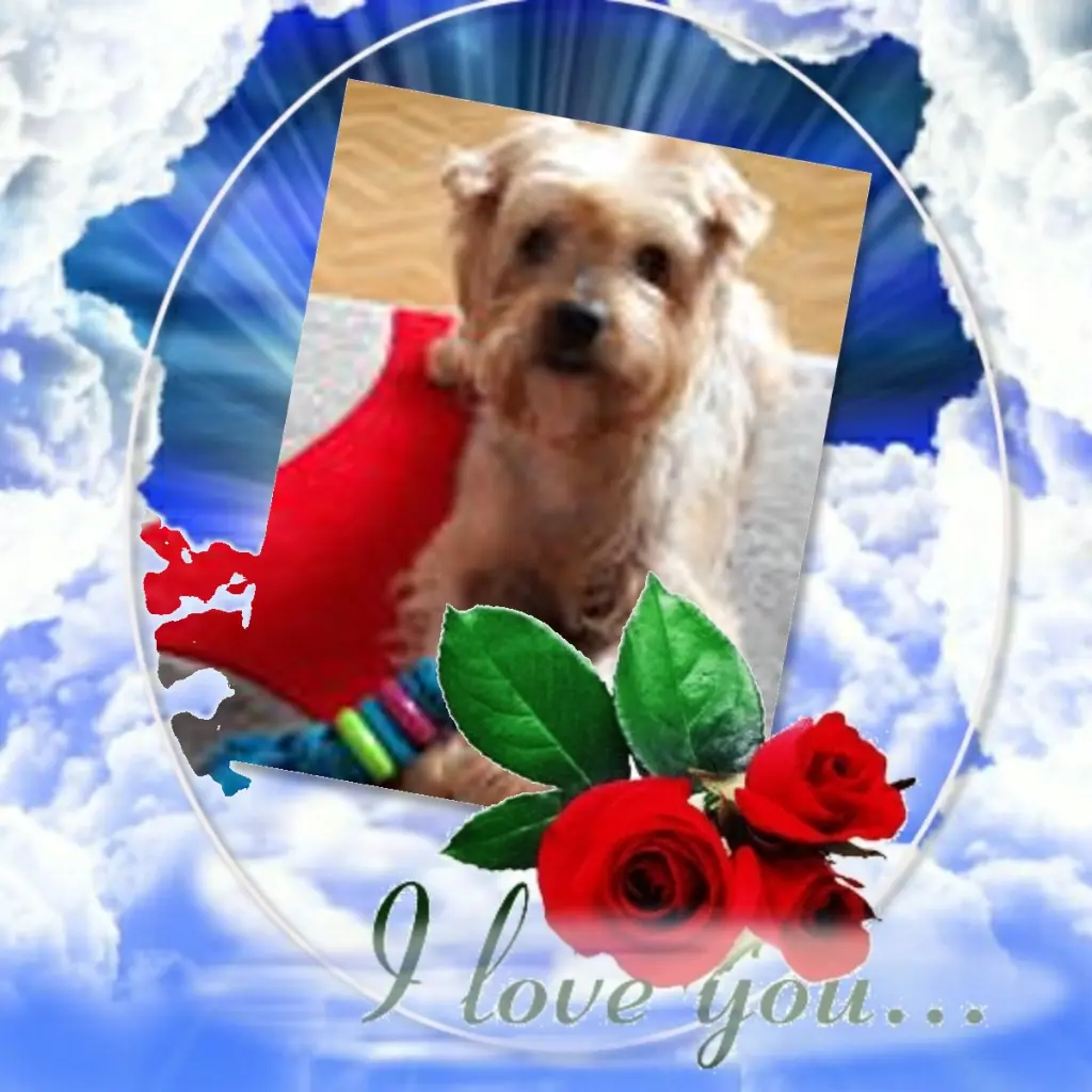 Condolence image of 69 Tygodni.......Bez Ciebie❤️⭐️Ukochany❤️❤️❤️❤️❤️Jackusiu❤️⭐️