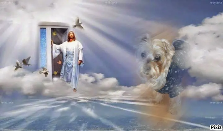 Condolence image of Tanja mit Timmy im Herzen 