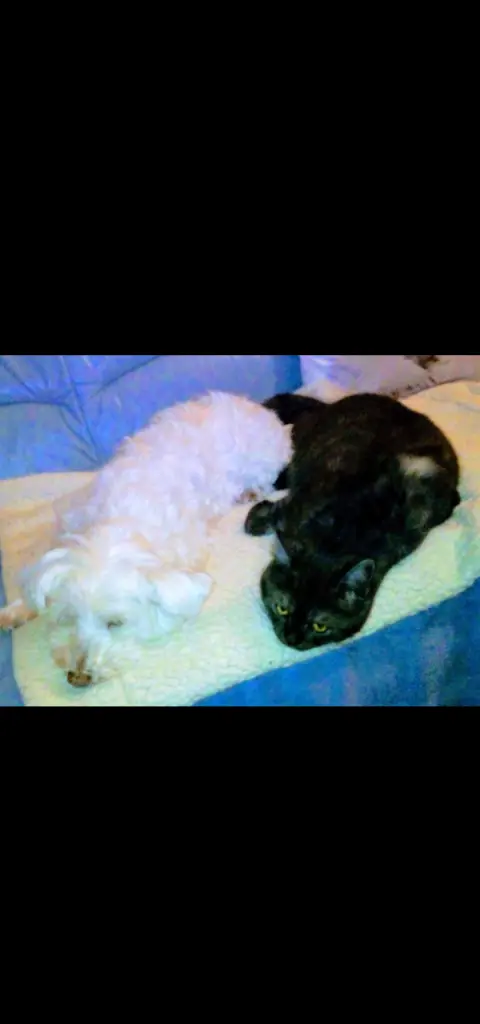 Condolence image of Martina mit Seelenhund Samy ♥️⭐♥️ für immer im Herzen 