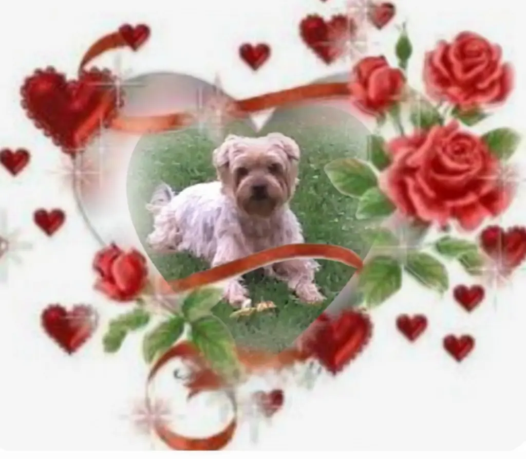 Condolence image of ❤️to❤️