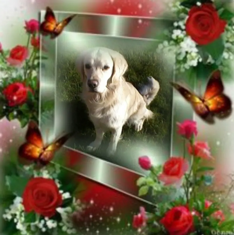 Condolence image of Claudia mit ASKO ❤ 