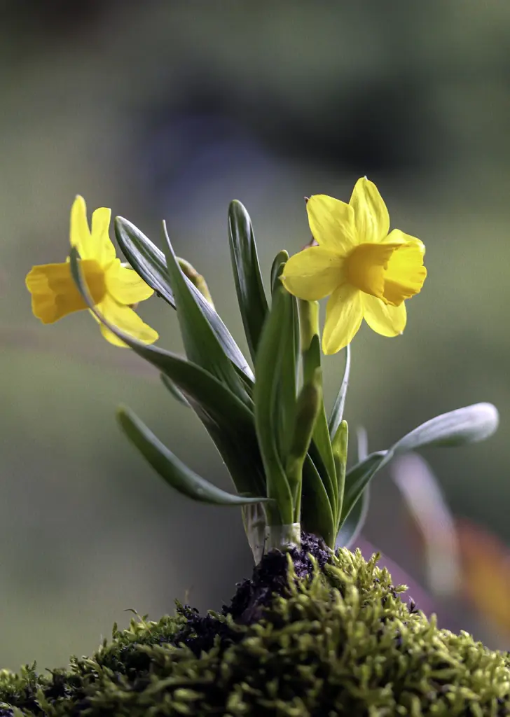 Condolence image of Gaby mit Snowy ❤️