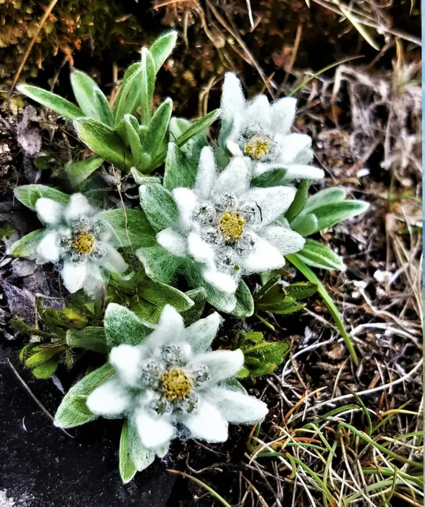 Condolence image of Gaby mit Snowy ❤️