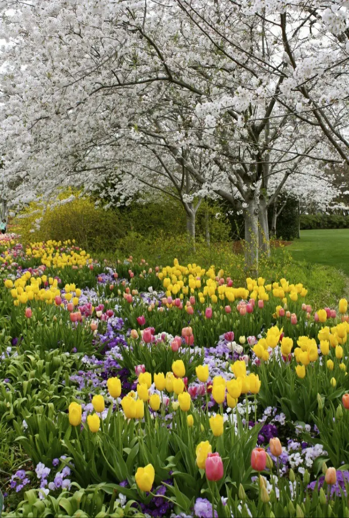 Condolence image of Martina mit Seelenhund Samy ♥️⭐♥️ für immer im Herzen 