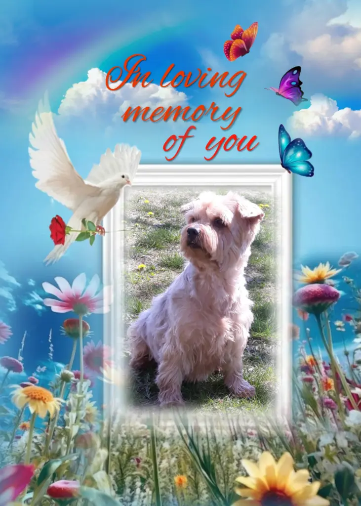 Condolence image of Sonntag...72 Wochen ohne Dich♥️ unser lieber Jackuś♥️...