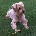 Condolence image of Claudia mit ASKO❤️ 