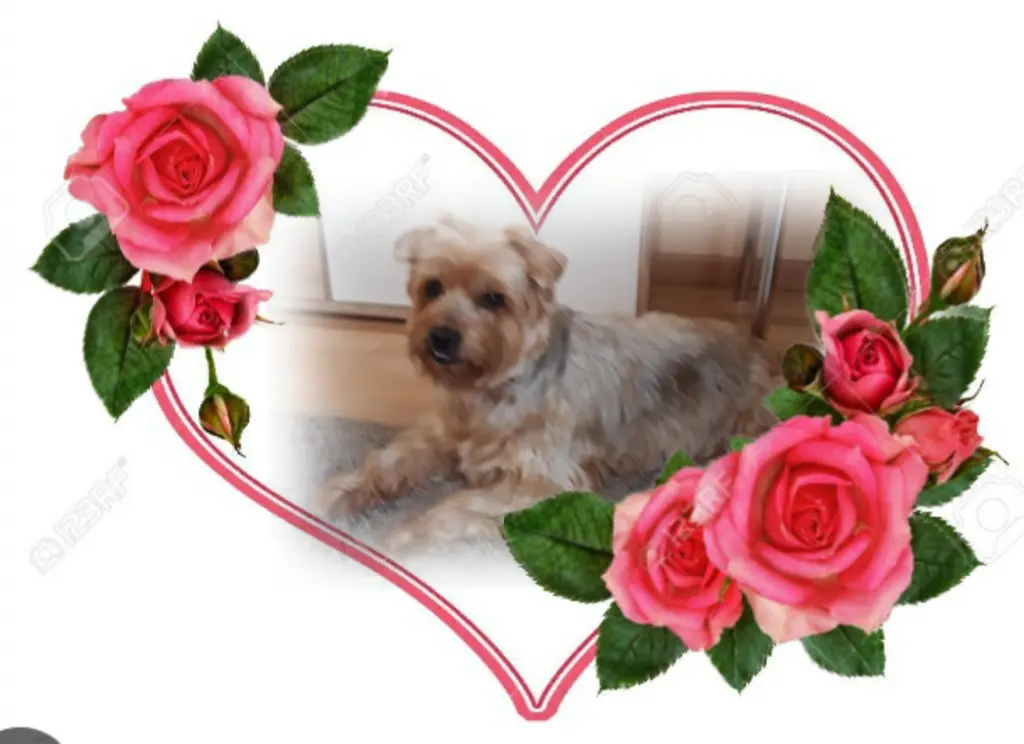 Condolence image of Sonntag...73 Wochen ohne Dich♥️ unser lieber Jackuś♥️...