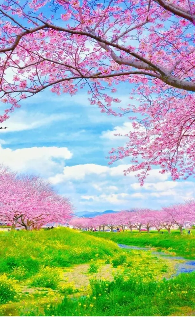 Condolence image of Martina mit Seelenhund Samy ♥️⭐♥️ für immer im Herzen 