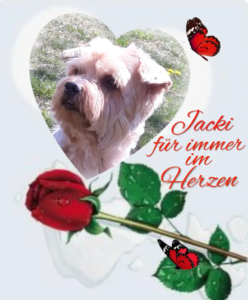 Condolence image of 17 Monate ohne Dich♥️ unser lieber Jacki♥️...