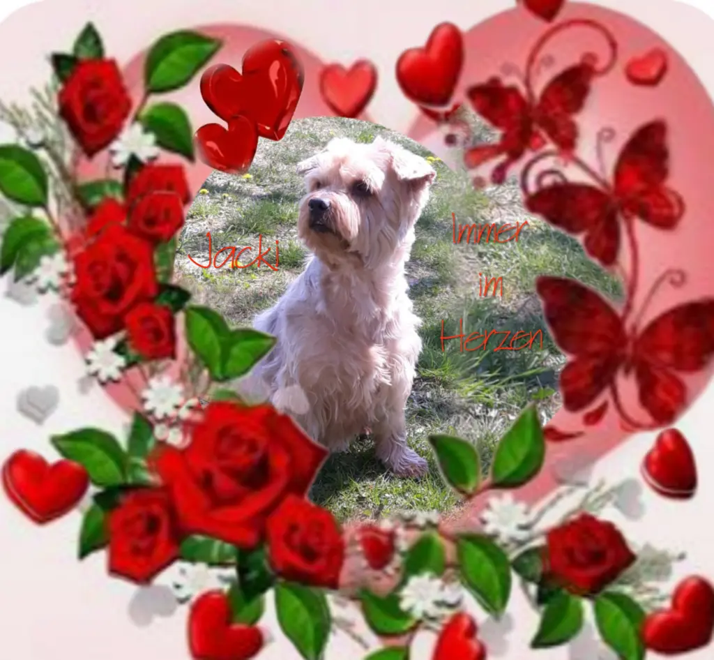 Condolence image of ⭐️❤️Dobranoc nasz kochany Jackusiu❤️⭐️