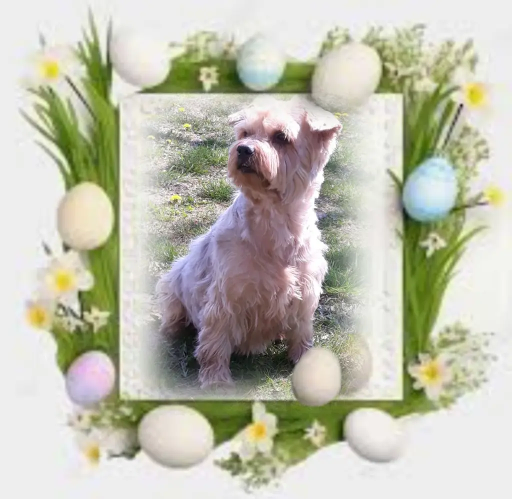 Condolence image of Sonntag...74 Wochen ohne Dich♥️ unser lieber Jackuś♥️...