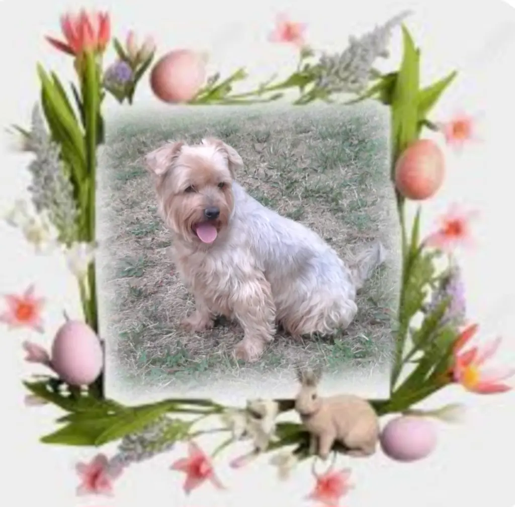 Condolence image of ⭐️❤️Dobranoc nasz kochany Jackusiu❤️⭐️