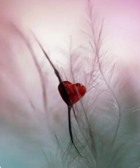 Condolence image of ⭐️❤️Dobranoc nasz kochany Jackusiu❤️⭐️