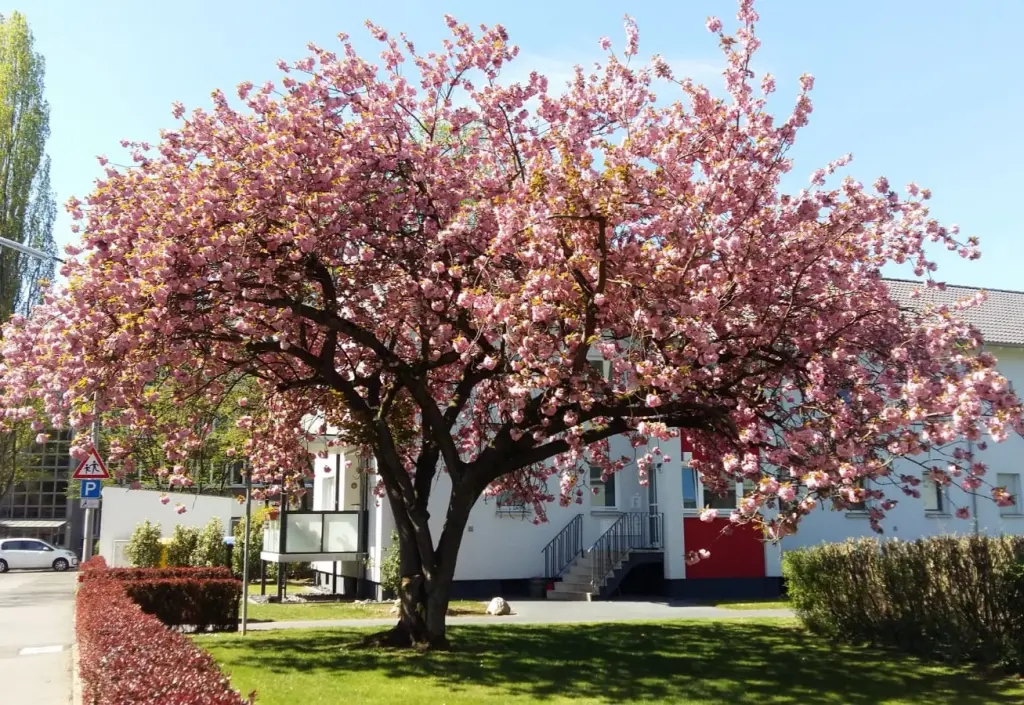 Condolence image of Martina mit Seelenhund Samy ♥️⭐♥️ für immer im Herzen 