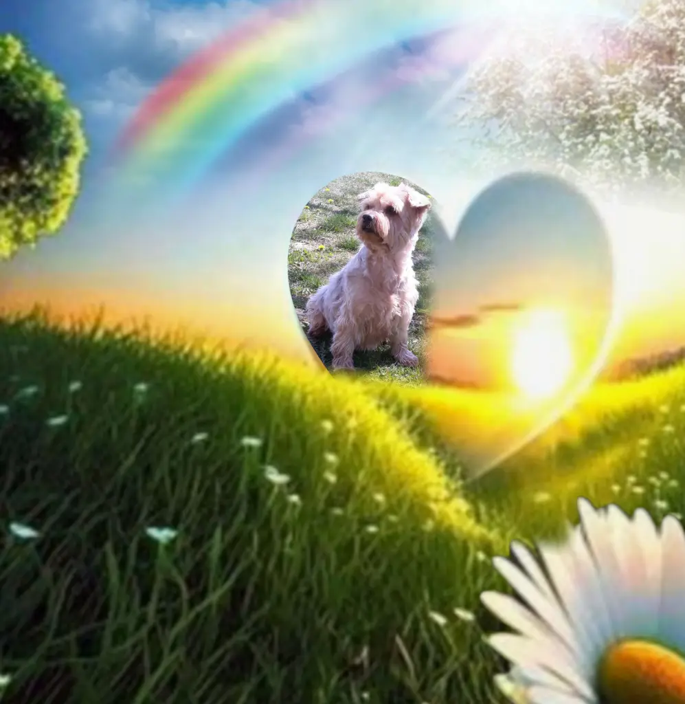 Condolence image of Sonntag...75 Wochen ohne Dich♥️ unser lieber Jackuś♥️...