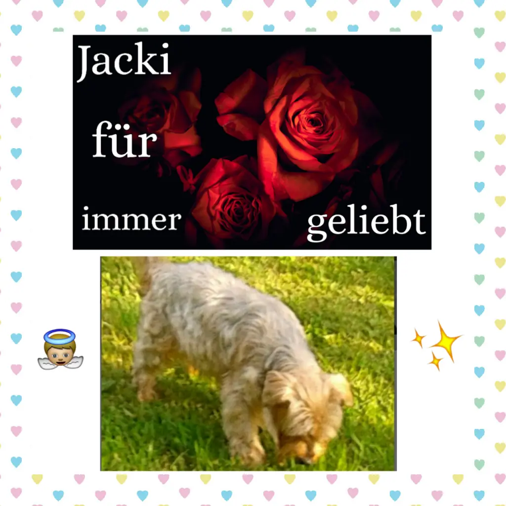 Condolence image of Martina mit Seelenhund Samy ♥️⭐♥️ für immer im Herzen 