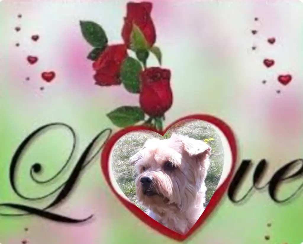 Condolence image of ⭐️❤️Dobranoc nasz kochany Jackusiu❤️⭐️