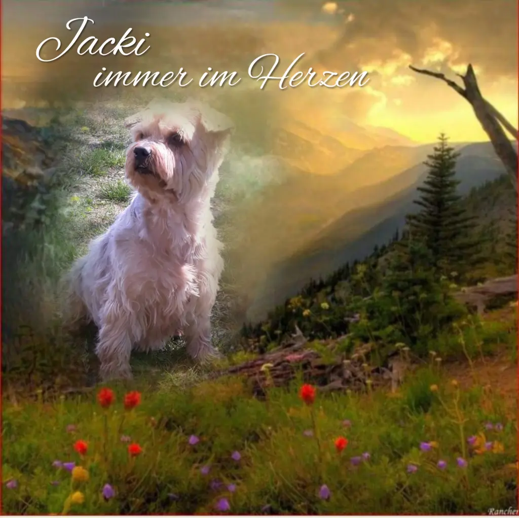 Condolence image of Sonntag...76 Wochen ohne Dich♥️ unser lieber Jackuś♥️...