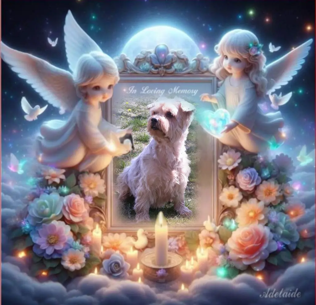 Condolence image of ⭐️❤️Dobranoc nasz kochany Jackusiu❤️⭐️