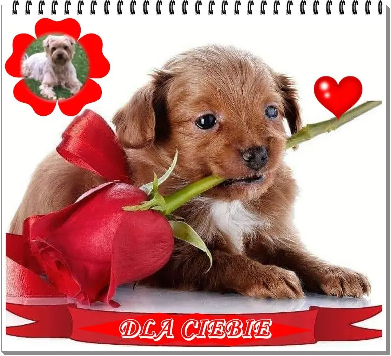 Condolence image of ❤️❤️❤️❤️❤️❤️❤️❤️❤️❤️❤️❤️