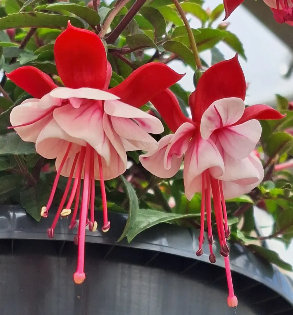 Condolence image of Ewa & Krzysztof 