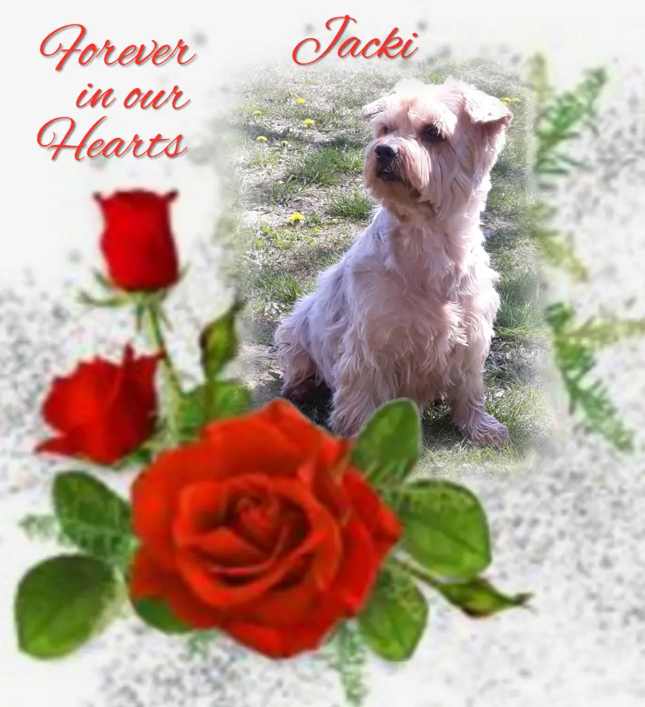 Condolence image of Sonntag...78 Wochen ohne Dich♥️ unser lieber Jackuś♥️...