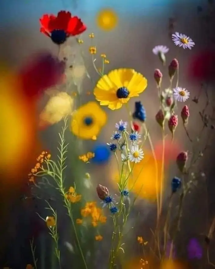 Condolence image of ⭐️❤️Dobranoc nasz kochany Jackusiu❤️⭐️