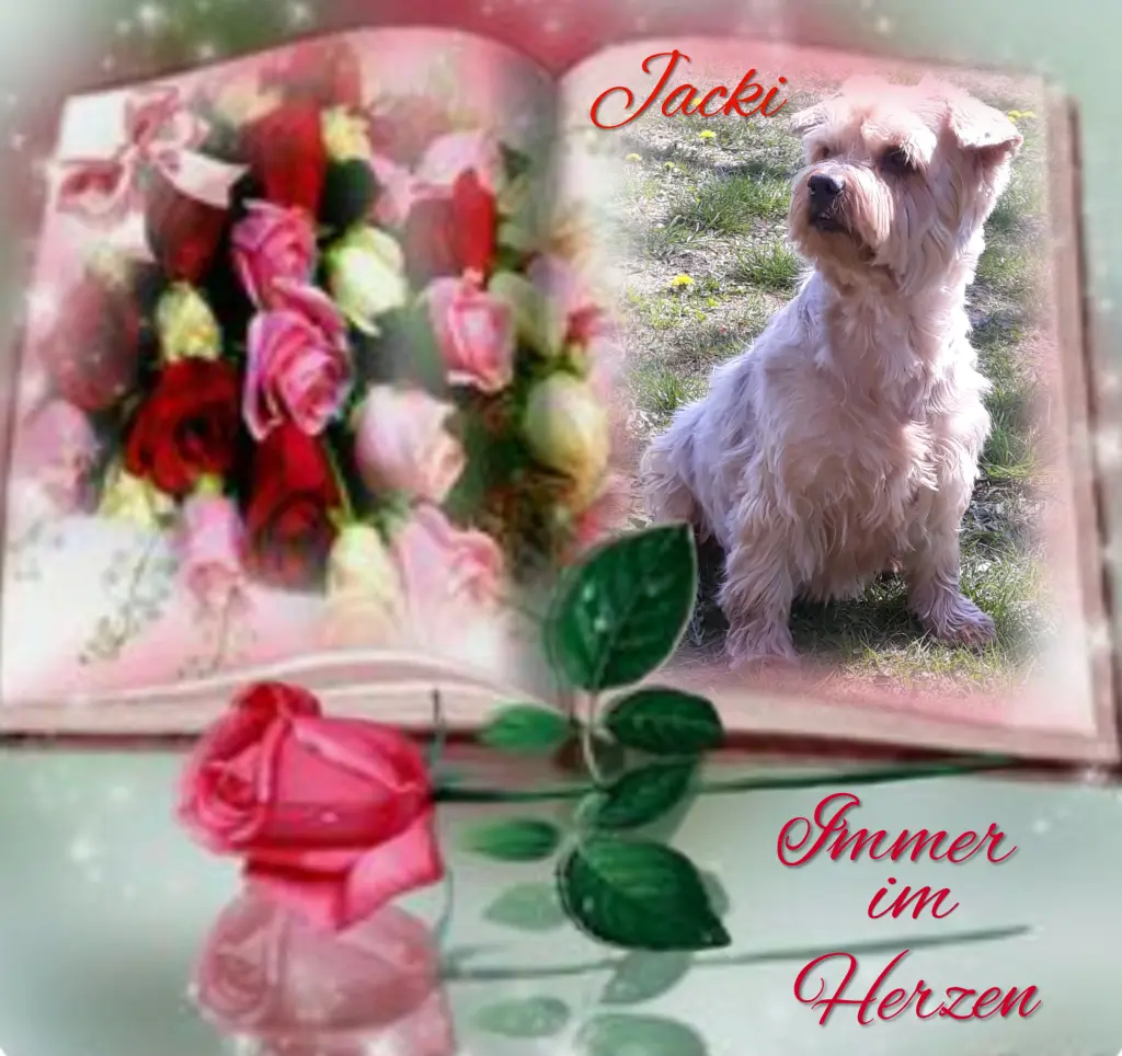 Condolence image of 18 Monate ohne Dich♥️ unser allerliebster Jackuś♥️...